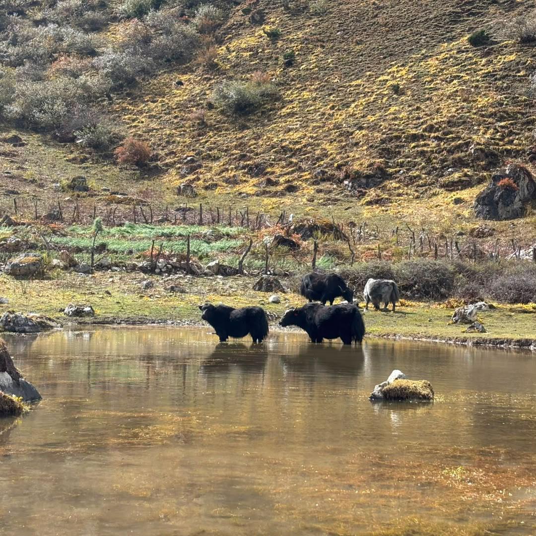 Average herd of 23 milch yaks can sustain a highland household, study finds