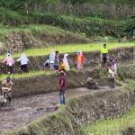 Shrinking farmland threatens food self-reliance goals