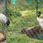 Countdown begins as first captive crane egg nears hatching