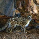 Snow leopard numbers growing in Bhutan, trends vary across High Asia