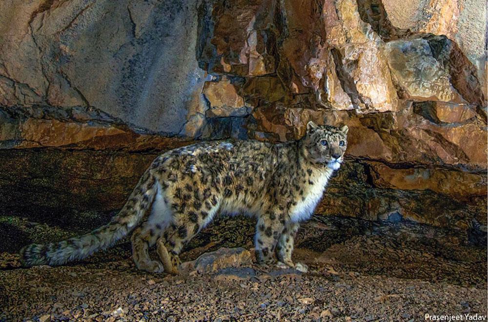 Snow leopard numbers growing in Bhutan, trends vary across High Asia