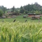 Thailand leads Bhutan’s agro-export markets beyond India and Bangladesh