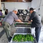Post-harvest losses threaten food security as farmers lose millions