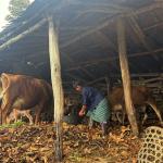 Pilot of Sistema Biogas technology cuts LPG reliance in Chhaling Gewog