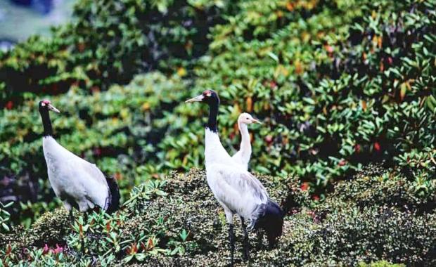 Haa wetlands emerge as new frontier for Black-necked Crane breeding