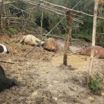 Lightning strike kills 15 cattle in remote Samtse village
