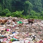 Free-roaming cattle turn Samtse’s landfill into a feeding ground