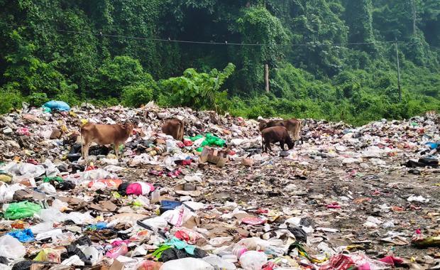 Free-roaming cattle turn Samtse’s landfill into a feeding ground