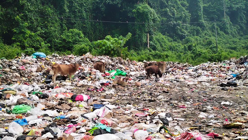 Free-roaming cattle turn Samtse’s landfill into a feeding ground