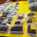 More than half of Cordyceps withdrawn on first day of Sephu auction