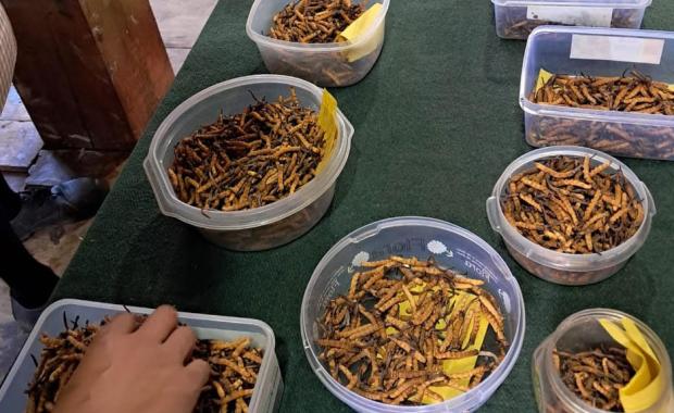 Cordyceps auction volume drops 68 percent