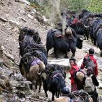 The vanishing trade of Drukor