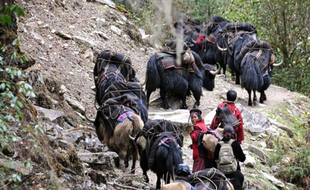 The vanishing trade of Drukor