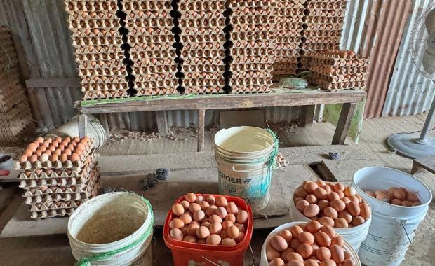 Egg prices hit record high amid nationwide shortage