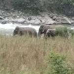 ཀྲོང་རྒེད་འོག་ནང་ གླངམོ་ཆེ་ཚུ་ འཁྱམས་སྡོད་མི་ལུ་བརྟེན་ གཞལམ་སྒང་གི་གཡུས་མི་ཚུ་ ཚ་གྱང་ལང་སྟེ་ཡོདཔ།