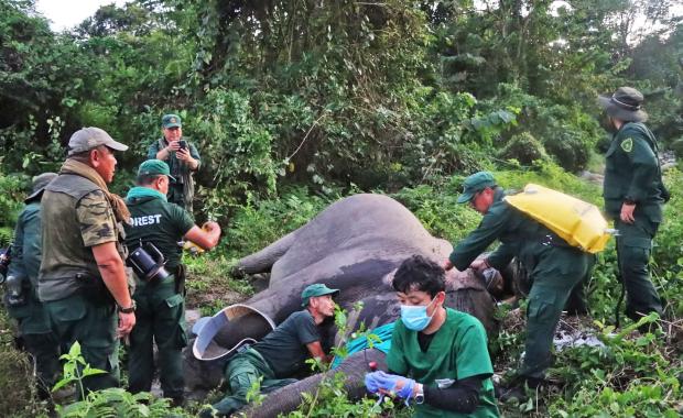 Wildlife conflict deepens as elephants adapt