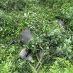 Young wild elephant dies, post-mortem points to natural causes