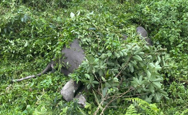 Young wild elephant dies, post-mortem points to natural causes