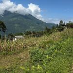 Farmers race against time as water shortages delay paddy transplantation