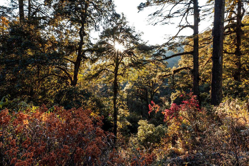 Forrest's Forests are more than just timber