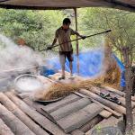 Labour shortage, dry weather, and invasive species threaten eastern region’s lemongrass trade