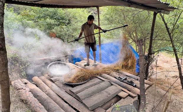 Labour shortage, dry weather, and invasive species threaten eastern region’s lemongrass trade