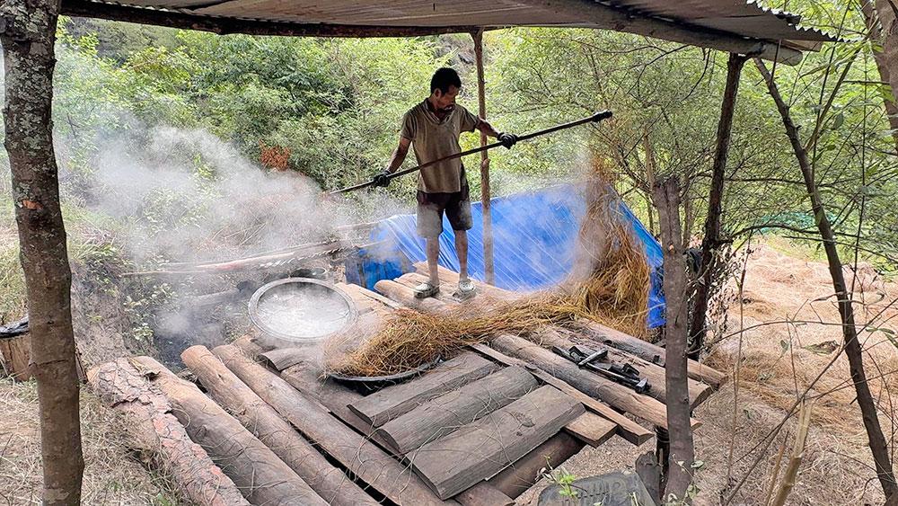Labour shortage, dry weather, and invasive species threaten eastern region’s lemongrass trade