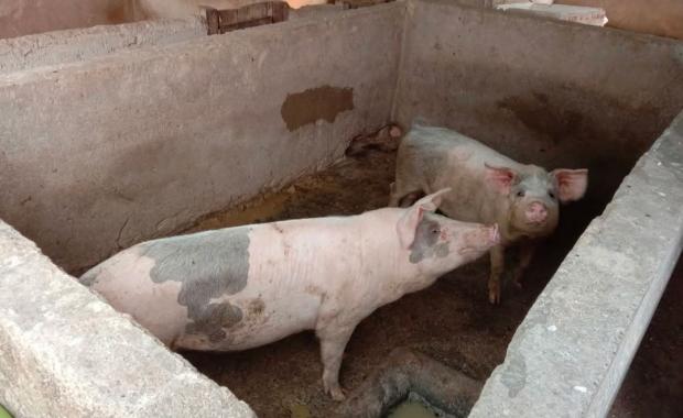Illegal import undermines pork prices, raises biosecurity concerns