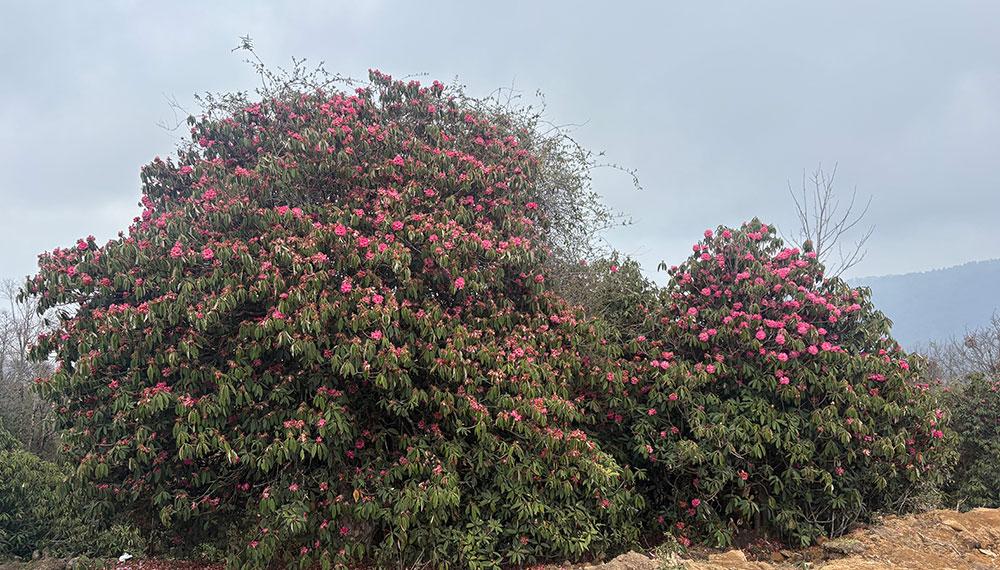 Rhododendron blooming patterns shift in Merak and Sakteng