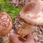 Foraging the prized Sangay Shamu