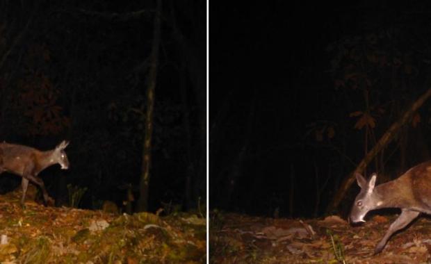 Tsirang records first photographic evidence of Himalayan musk deer