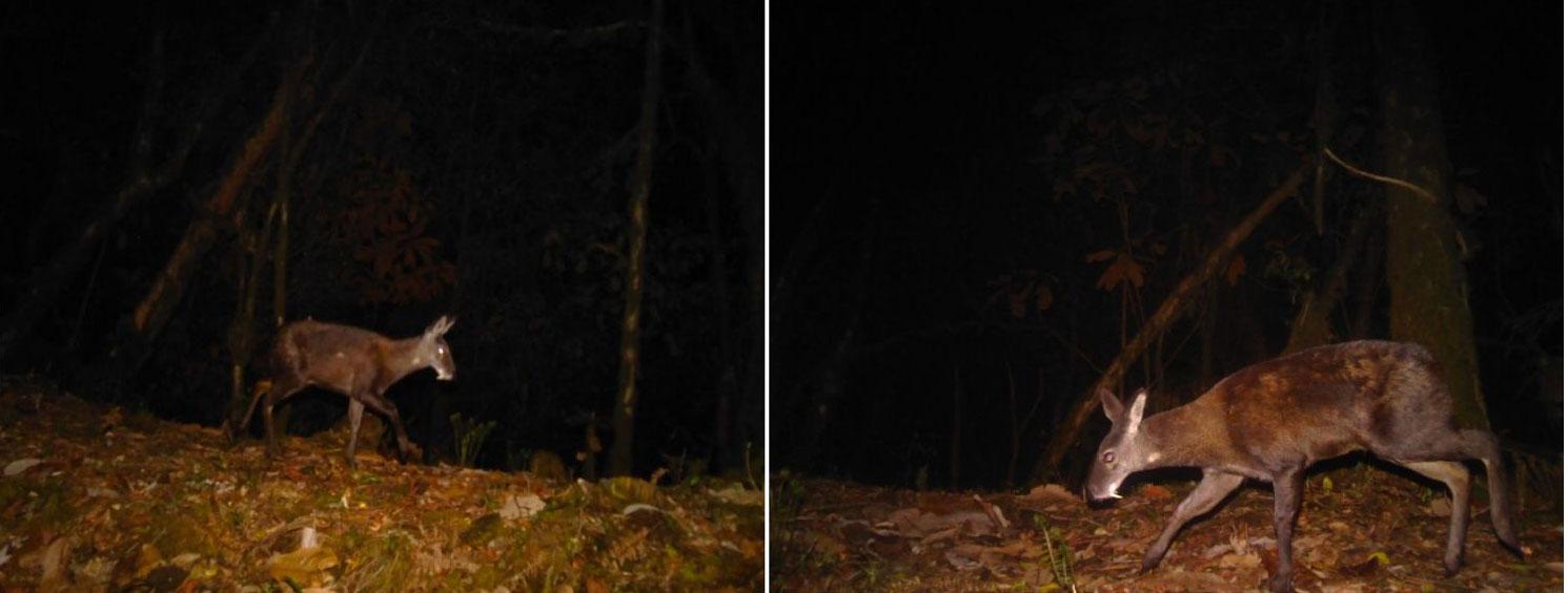 Tsirang records first photographic evidence of Himalayan musk deer