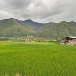 Agriculture and livestock sector misses emission target