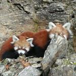 Tergola Red Panda Trail: A community-led wildlife tourism model in Haa
