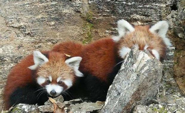 Tergola Red Panda Trail: A community-led wildlife tourism model in Haa