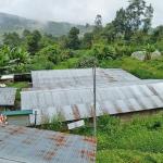 Piggery farmers struggle as pork glut deepens