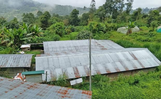 Piggery farmers struggle as pork glut deepens