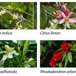 Sarpang inventory records 134 wild edible species