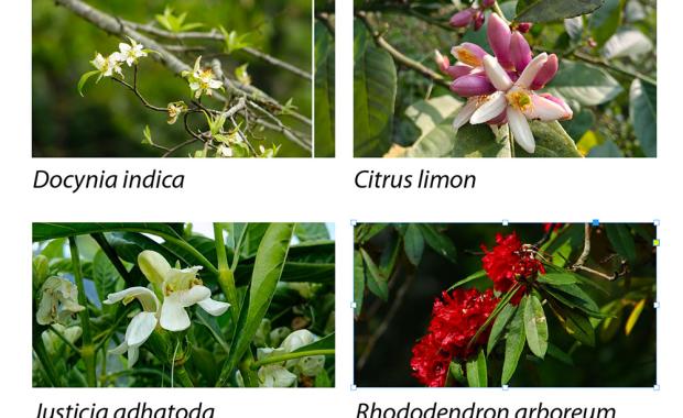 Sarpang inventory records 134 wild edible species