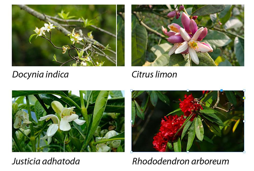 Sarpang inventory records 134 wild edible species