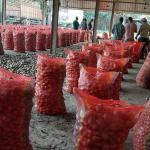 Falling prices and unpaid dues leave Bhutanese potato exporters in debt