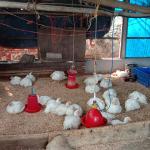 Maedgang farmers thrive with poultry and pig farming boom