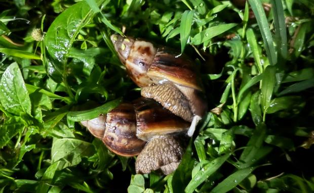 Paid collection, dry spells curb Giant African Snail population