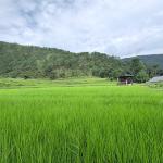 Solar lift irrigation: A game-changer for rural agriculture