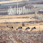 Bhutan explores wildlife and nature-based tourism to boost conservation and local livelihoods