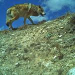 Bhutan’s wolves belong to ancient Himalayan wolf lineage