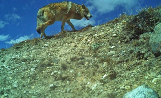 Bhutan’s wolves belong to ancient Himalayan wolf lineage
